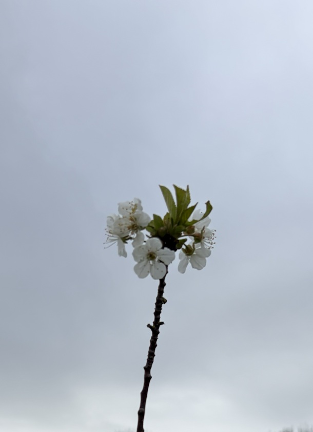 blossom on tree - white flower against grey sky