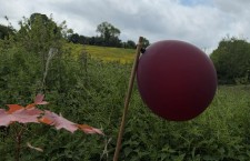 A balloon held on a small stick in the summer sun.