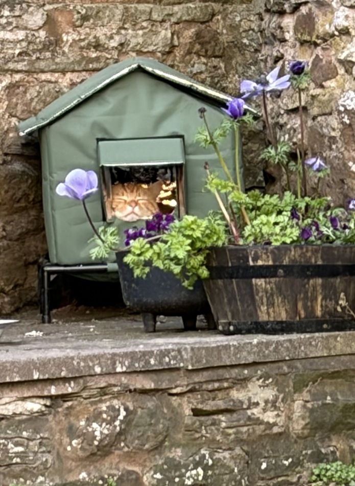 Ginger cat in his little green house
