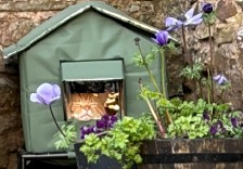 The cat in his new home a green little house with flowers around it.