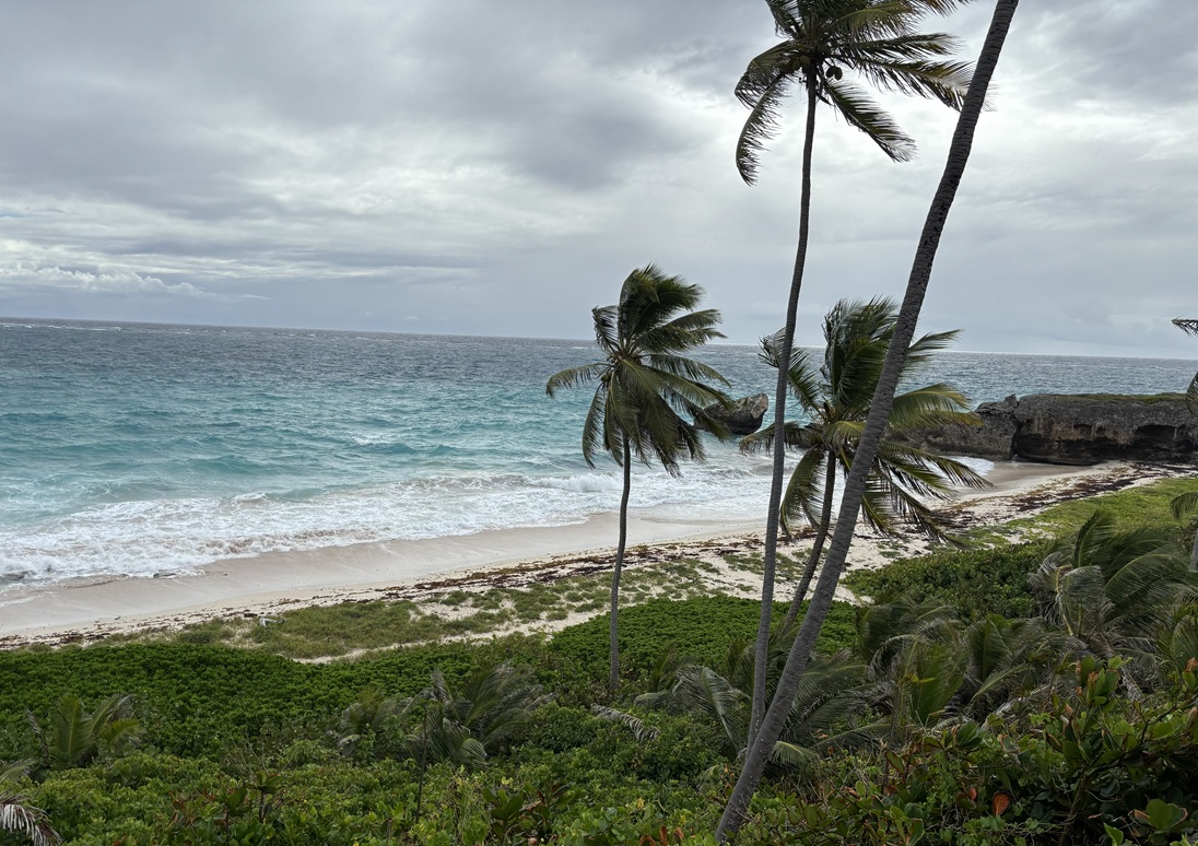 palm trees blown in the wind at the shore line
